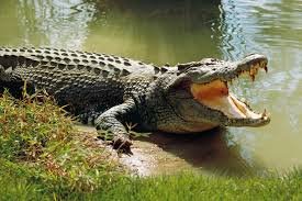 Bhitarkanika Wildlife Tour Package